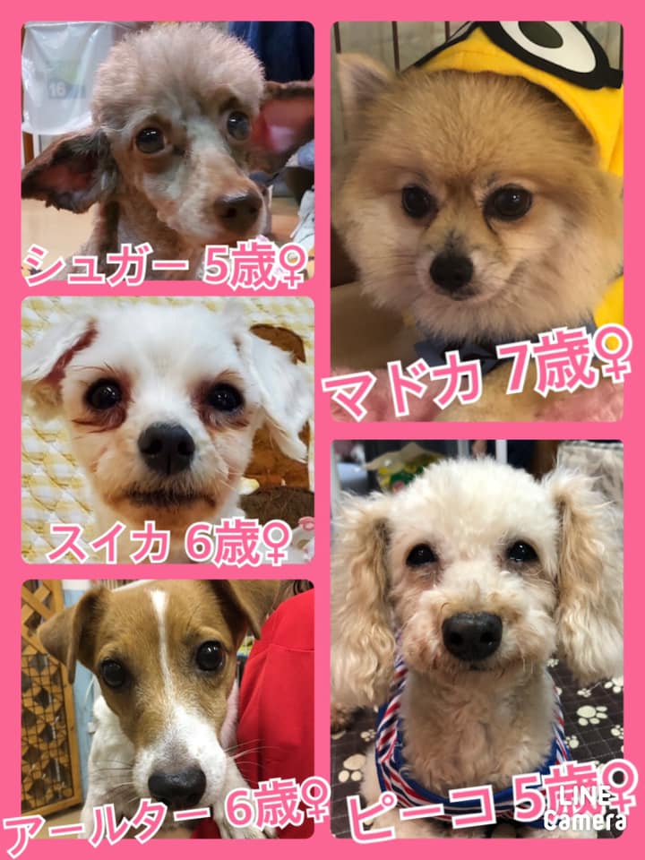 🐾今日の里親様募集中ワンコ🐶メンバーです🐾2020,9,13